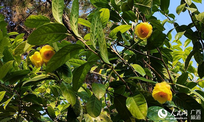 金花茶在阳光下盛开。上思县融媒体中心供图