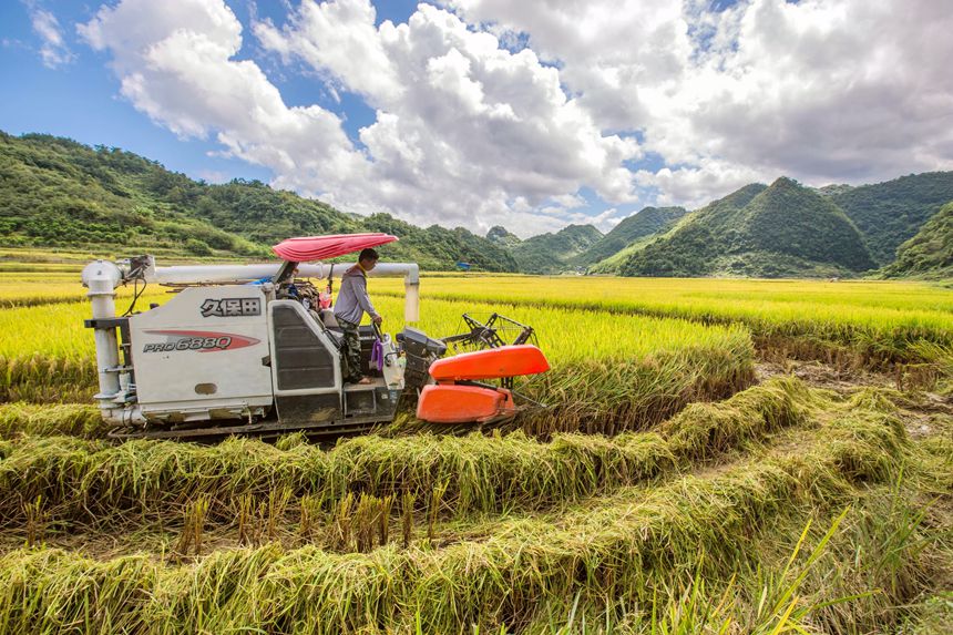 收割。李世华摄