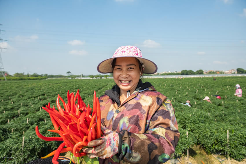 辣椒丰收，椒农笑开颜。