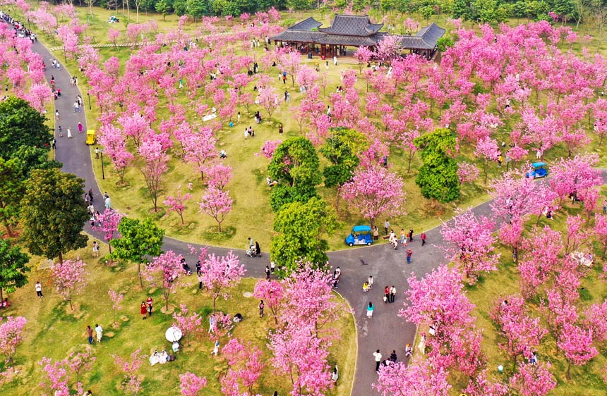 南宁青秀山公园樱花谷里的樱花盛放，粉红色的樱花如一朵朵的红霞，鲜艳夺目。