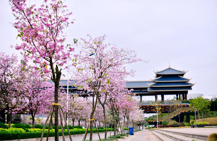 南宁市街头繁花似锦，美不胜收。