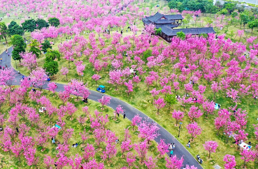 南宁市青秀山的樱花谷。