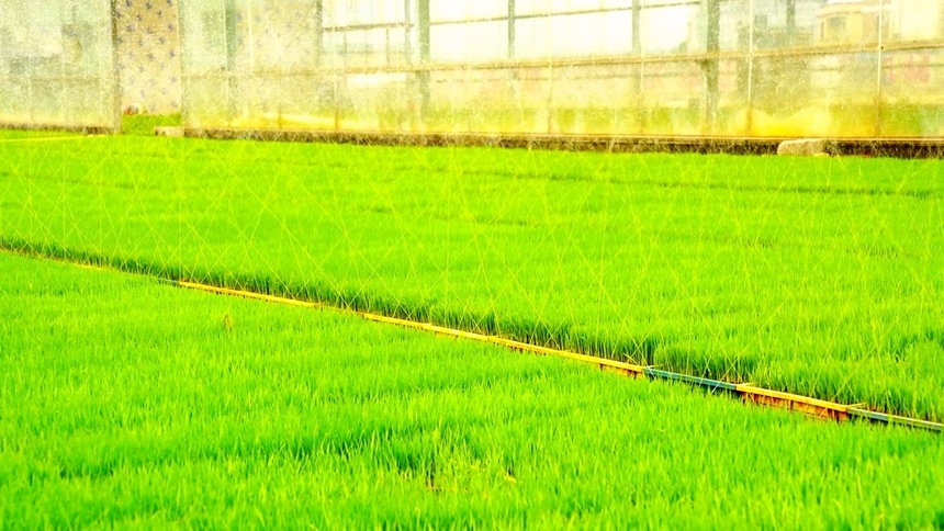 自动喷洒设备浇灌秧苗。陈洁儀摄