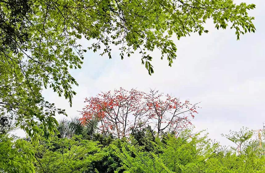 在绿树映衬下的一抹红。