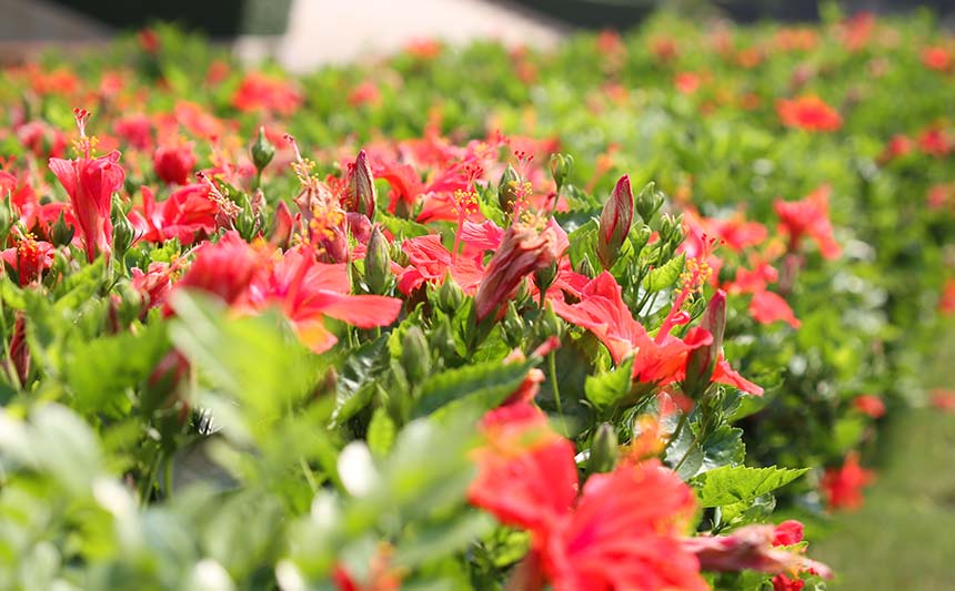 草坪里的朱槿花美不胜收。黄皓阳摄