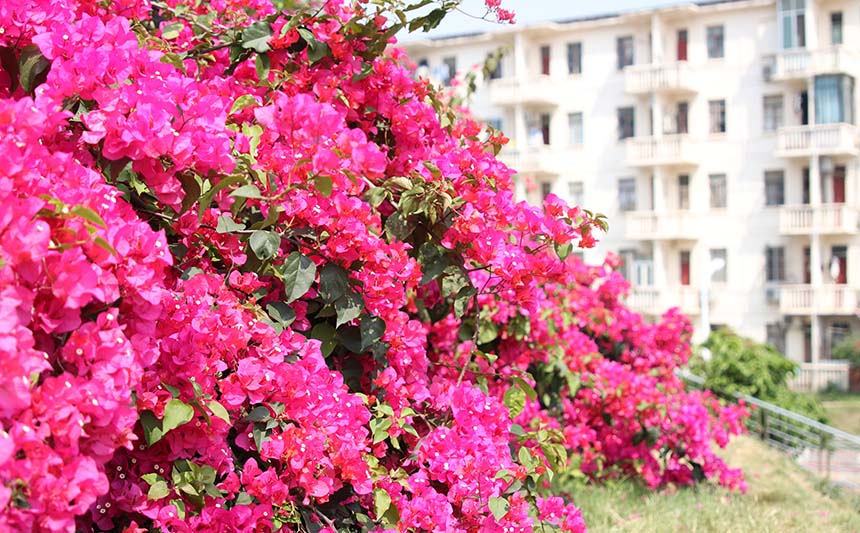 校园里的三角梅鲜艳如火。黄皓阳摄