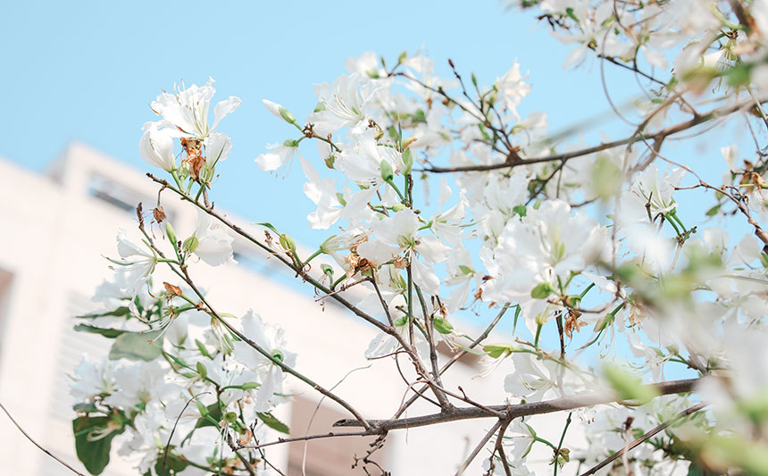 蓝天下的白洋紫荆。黄皓阳摄