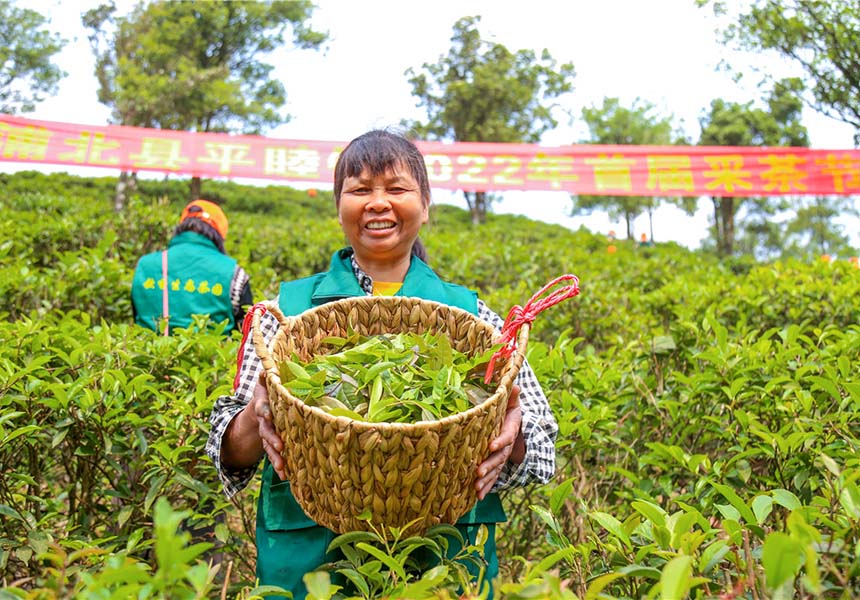 采茶工人手捧采摘的茶叶乐开怀。
