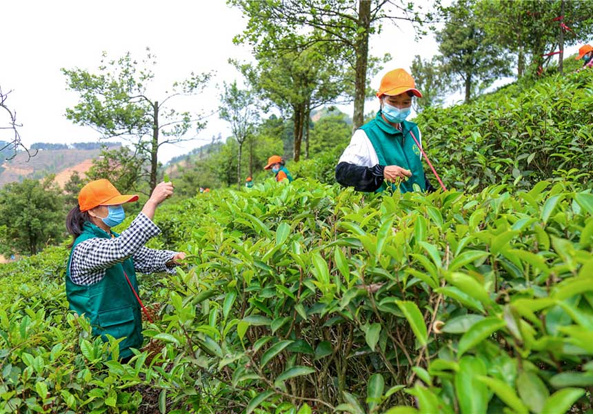 采茶工人采摘茶叶。