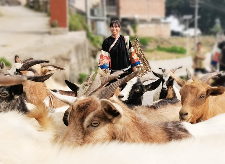 瑶族村民通过自然放牧养殖山羊。龙嘉嘉摄