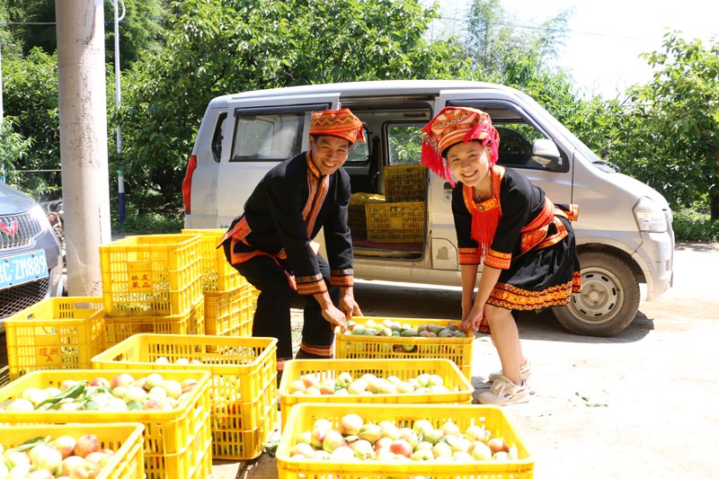 平乐县：千亩桃山获丰收 枝头压满“致富果”