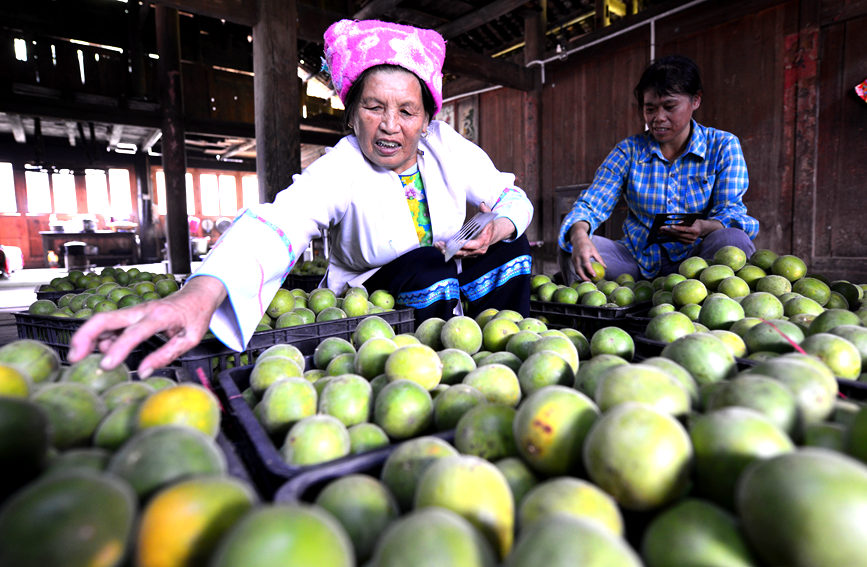 金江村罗汉果喜获丰收。潘志祥摄