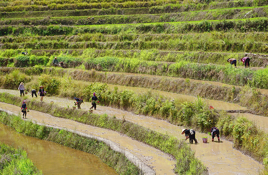 瑶寨村民在百马梯田里插秧。