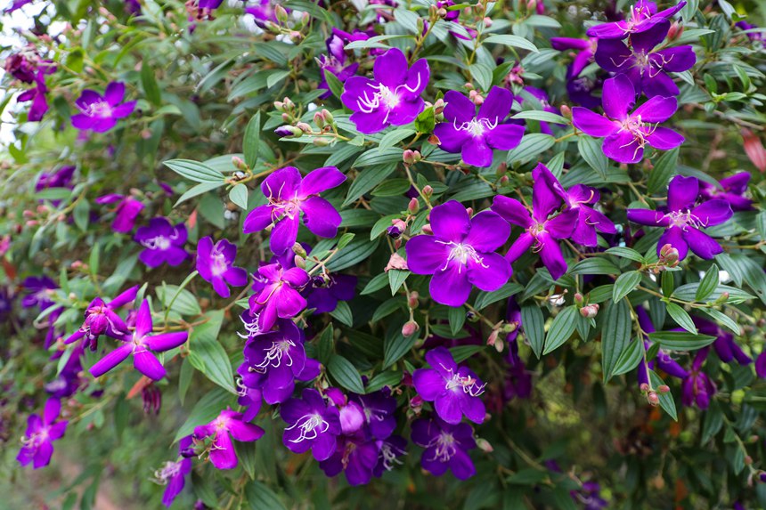 野牡丹悄然绽放。覃伟钊摄