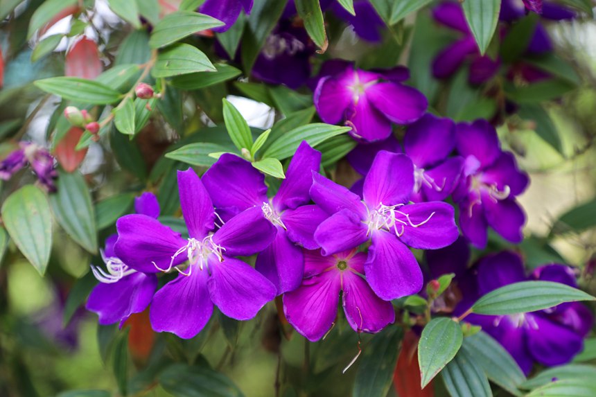 野牡丹娇艳欲滴。覃伟钊摄