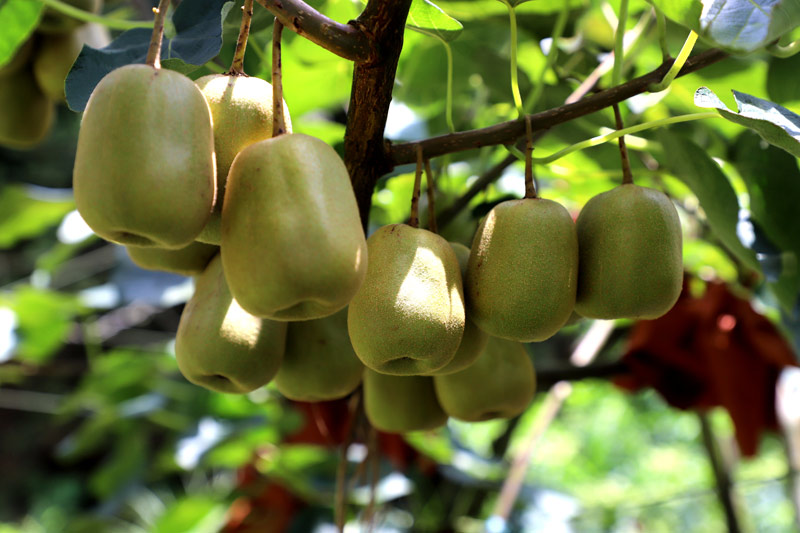 猕猴桃喜获丰收