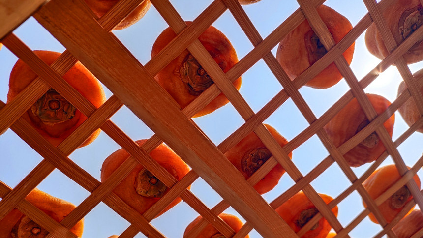 正在晾晒的柿饼。