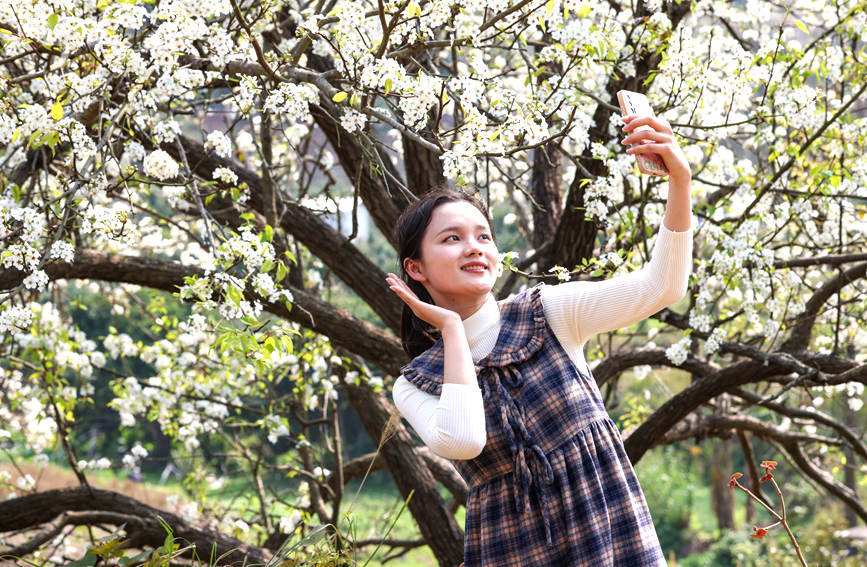 游客与梨花合影。陆敏摄