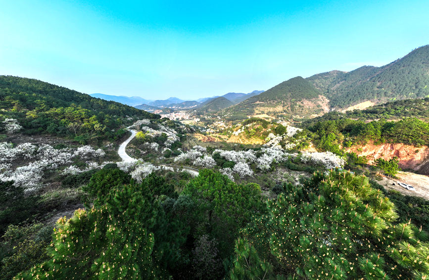 航拍梨花谷。陆敏摄