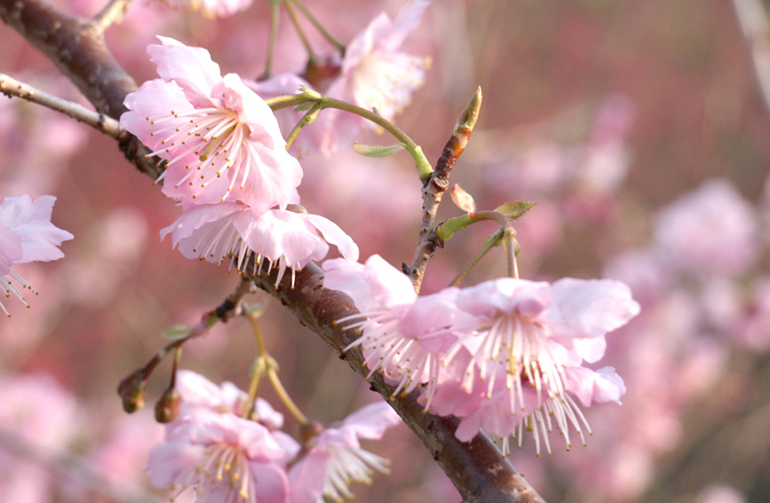 粉红的花瓣，随风颤动。彭芊程摄