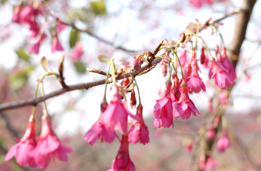 美丽的樱花。彭芊程摄