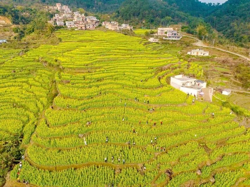 油菜花海。韦伟海摄