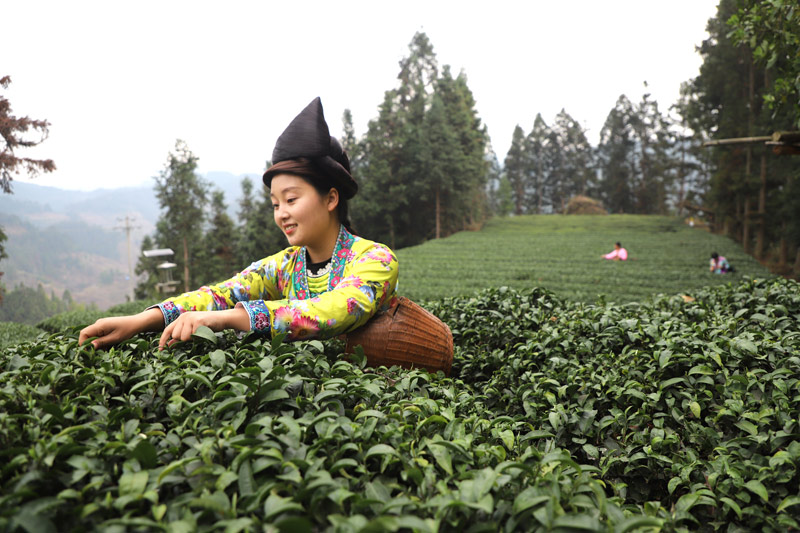 一名苗族村民在采茶