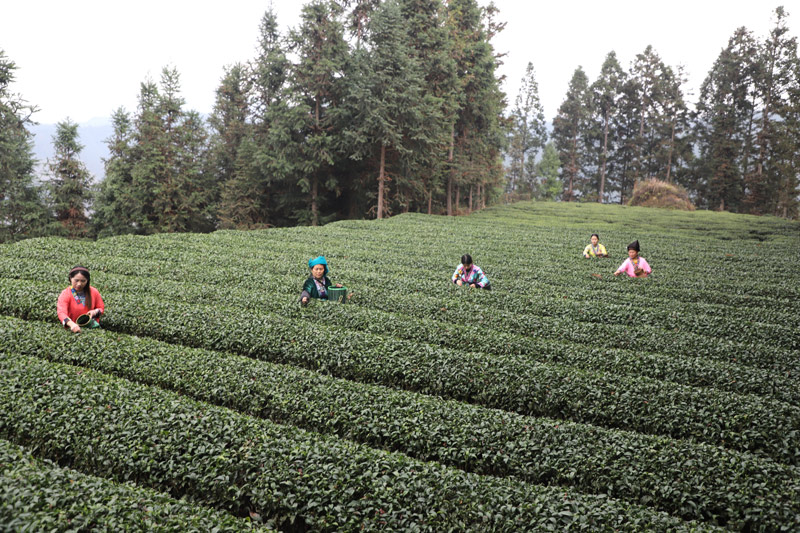 几名村民在采茶