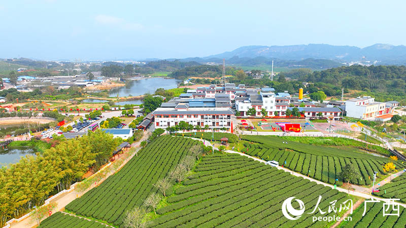 春日大明山茶园。人民网 付华周摄