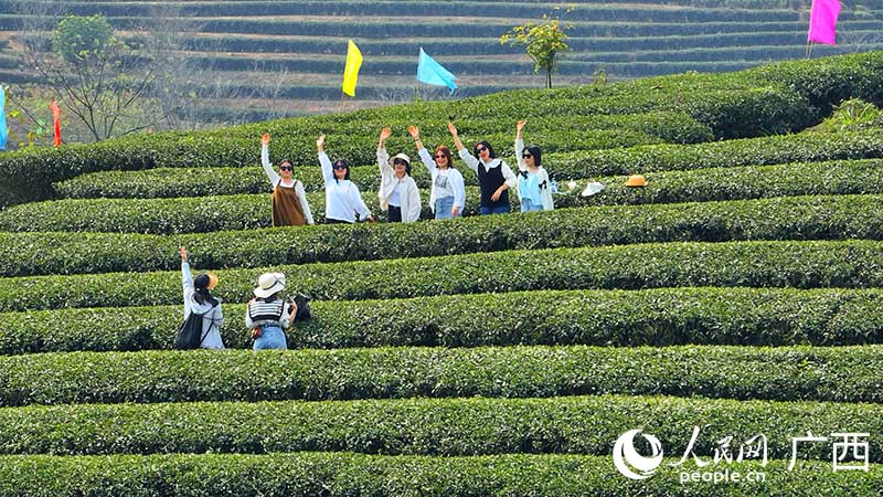 人们在大明山茶园打卡。人民网 付华周摄