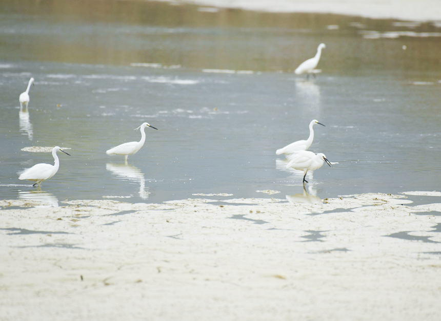 白鹭在水里觅食。
