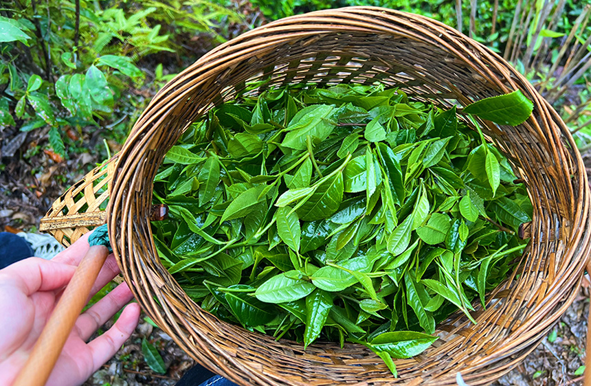 竹篓里新鲜的春茶。