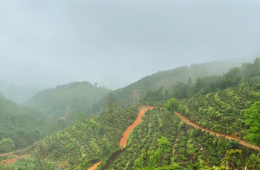 烟雨缭绕的扶隆镇百亩尖峰茶场。
