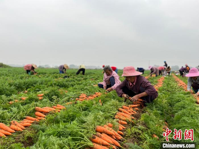 广西贺州实施“水稻—蔬菜”轮作农民在“家门口”创益增收