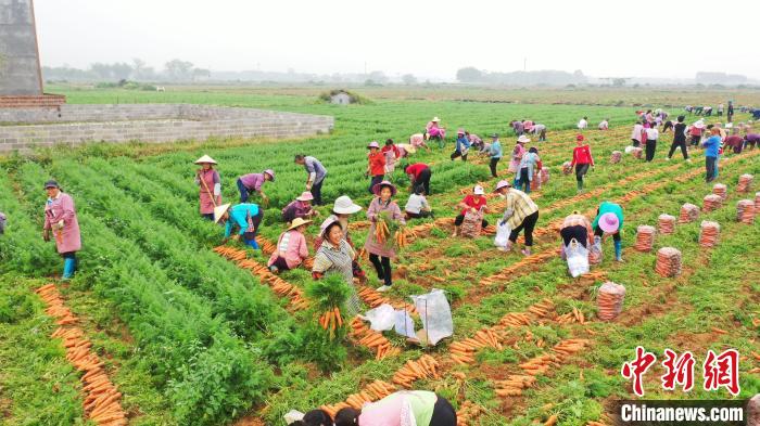 图为胡萝卜采收现场。　毛美岚 摄