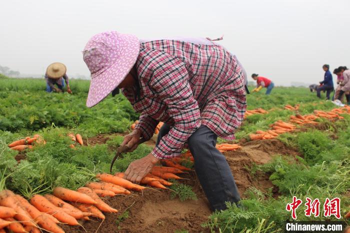 农民在采收胡萝卜。　潘德鸿 摄