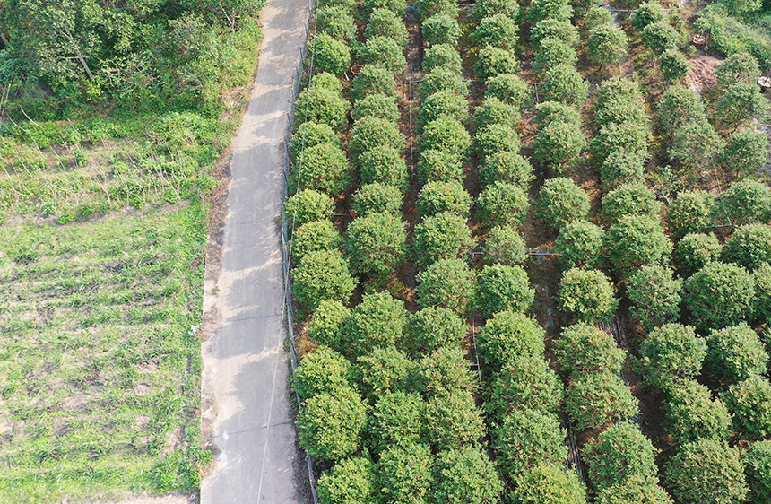 石镇华石村下三浪组树葡萄基地。
