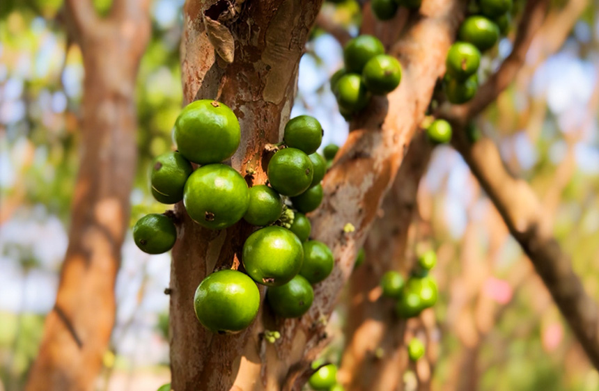 树葡萄的树干上长满果实。