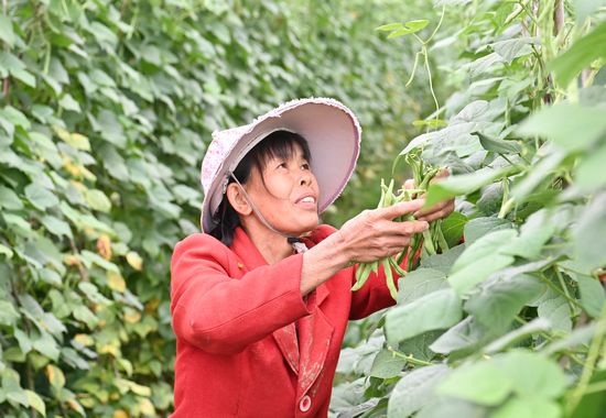 村民采摘四季豆。