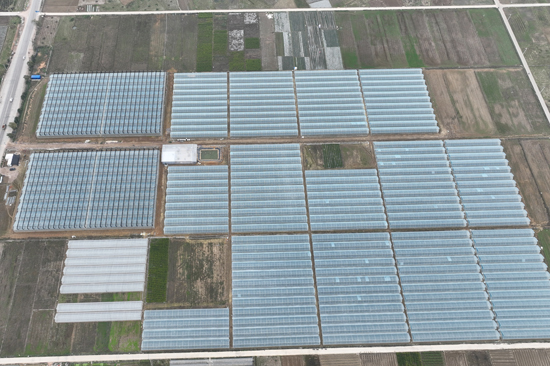 六莲村高效农业蔬菜大棚项目。