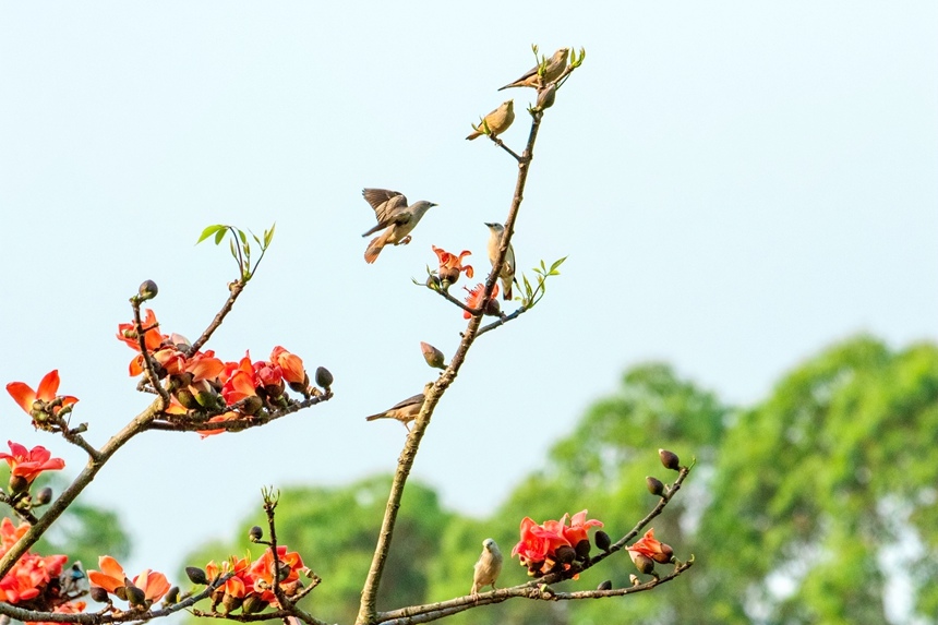 灰头椋鸟。李世华摄