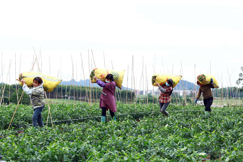 村民搬运线椒