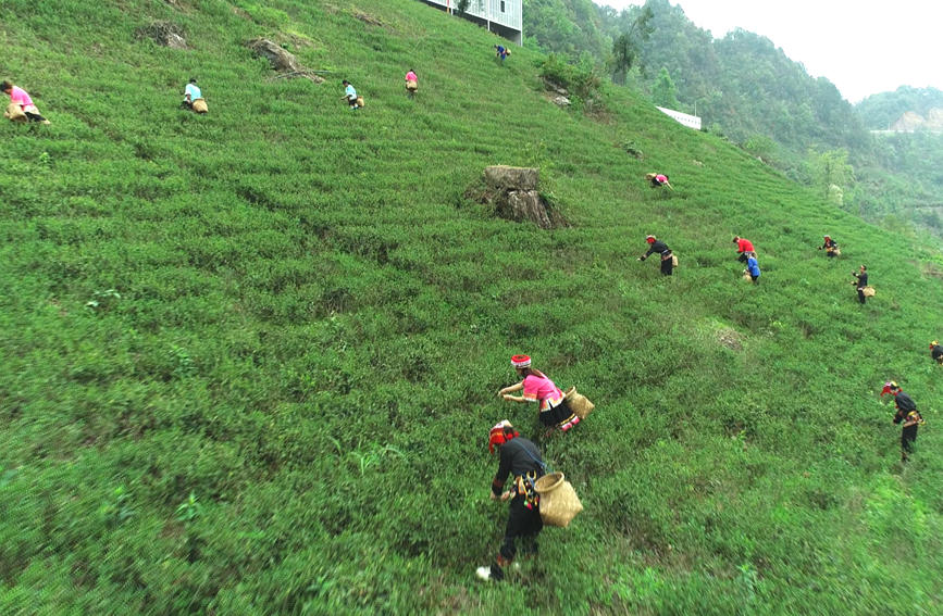 瑶族群众正在采摘茶叶。阳海翔摄