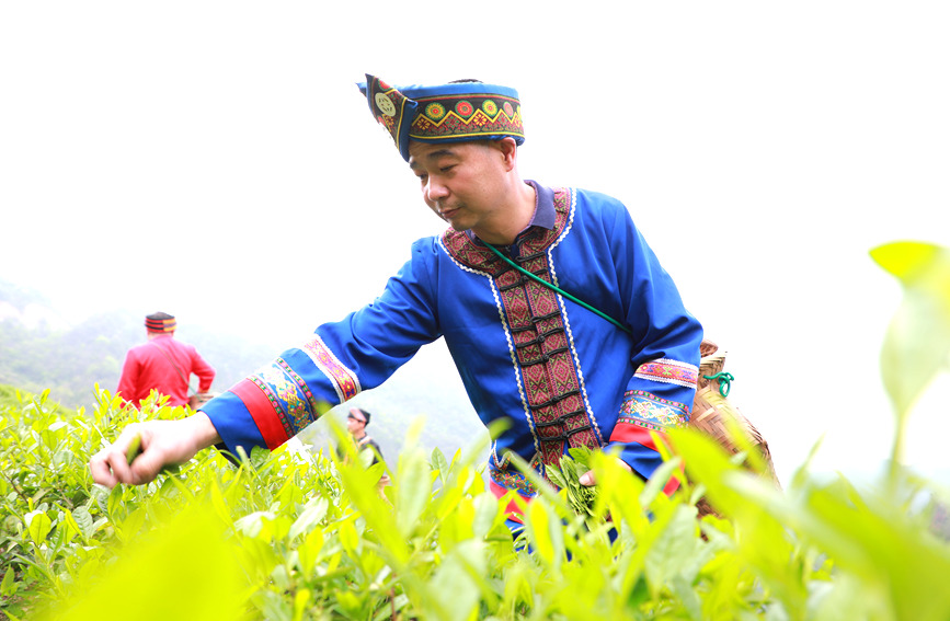 瑶族群众正在采摘茶叶。阳海翔摄
