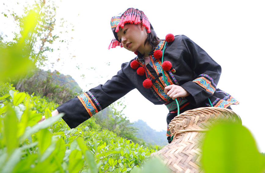 瑶族群众正在采摘茶叶。阳海翔摄