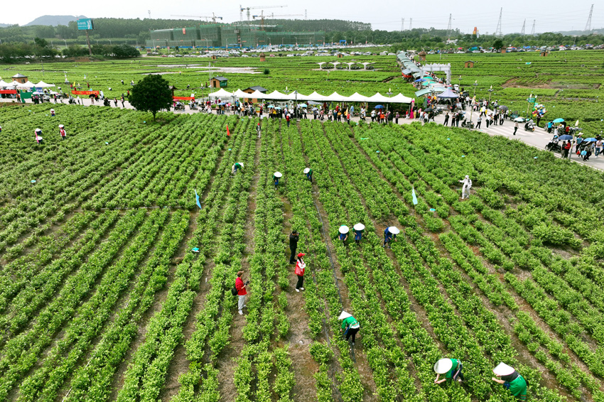 花农采摘技能比赛现场。黄汝德摄