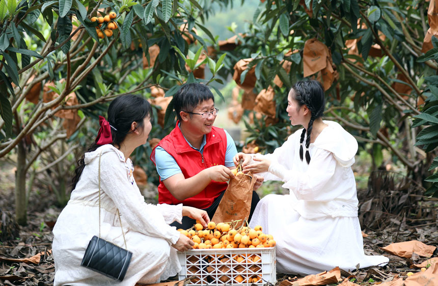 在广西柳州市融安县大良镇石门村，游客正在挑选枇杷。