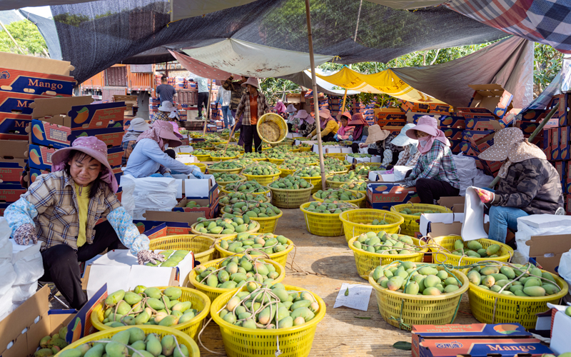 工人们正在对芒果进行分拣包装。周金鹏摄