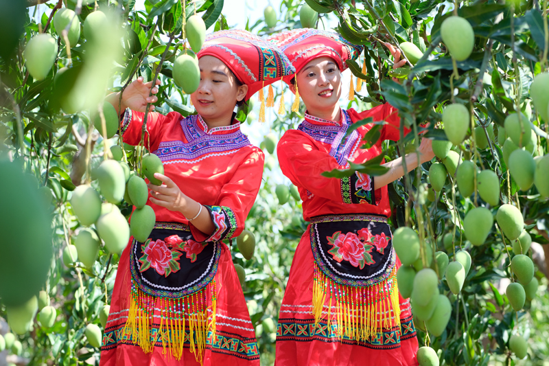 田东芒果园成了游客网红打卡地。周金鹏摄