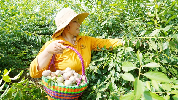 港北区中里乡铁岭村三华李喜获丰收。邹庆林摄